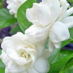 Meet your Posher, Dara